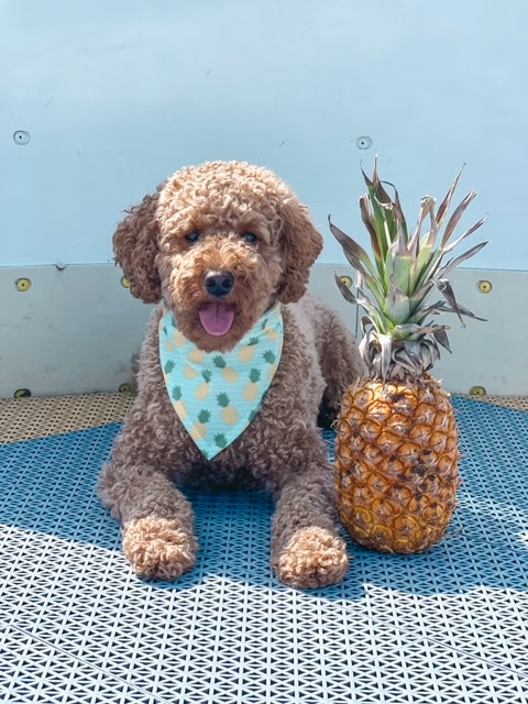 BANDANA | TROPICAL PINEAPPLE
