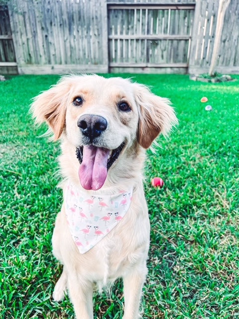 BANDANA | FLOCKTAIL