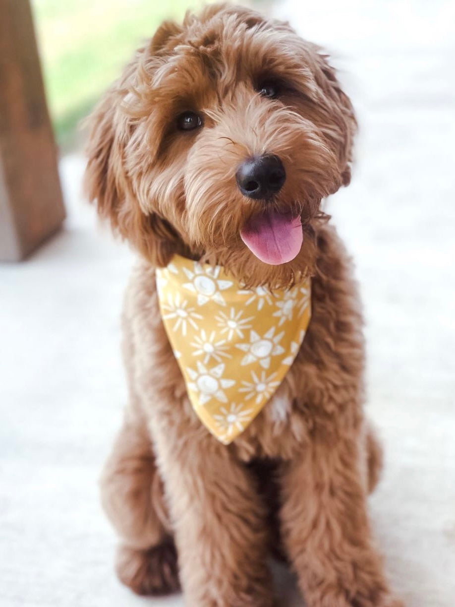 BANDANA | GOLDEN SUNSHINE
